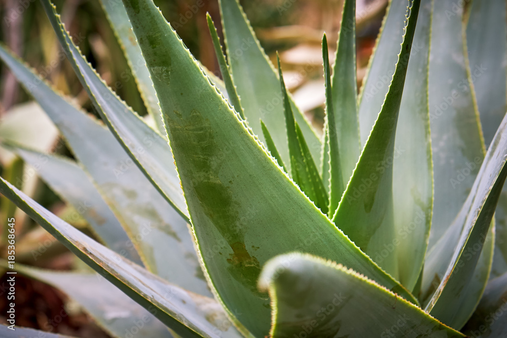 Obraz premium Closeup shot of Aloe viguieri leaves, selective focus