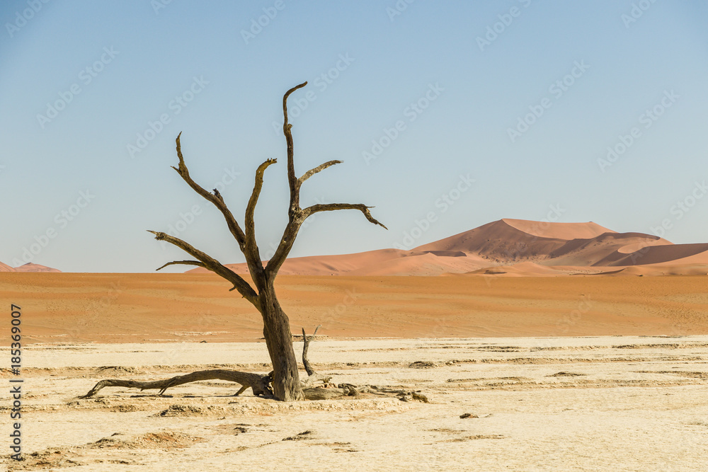 Toter Baum in Deadvlei