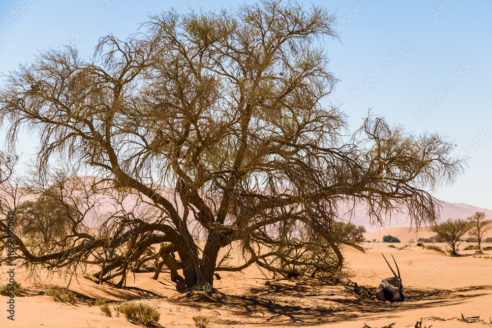 Fototapeta premium Ruhende Oryx-Antilope im Schatten eines Kameldornbaumes