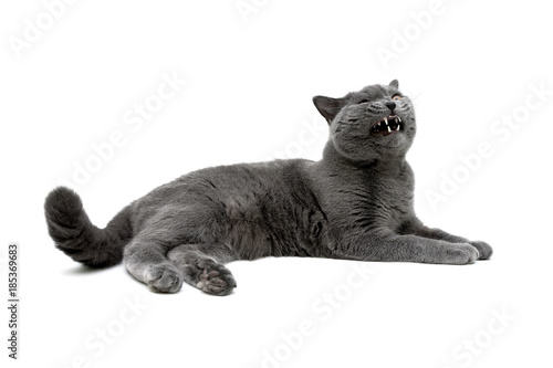 adult cat isolated on white background