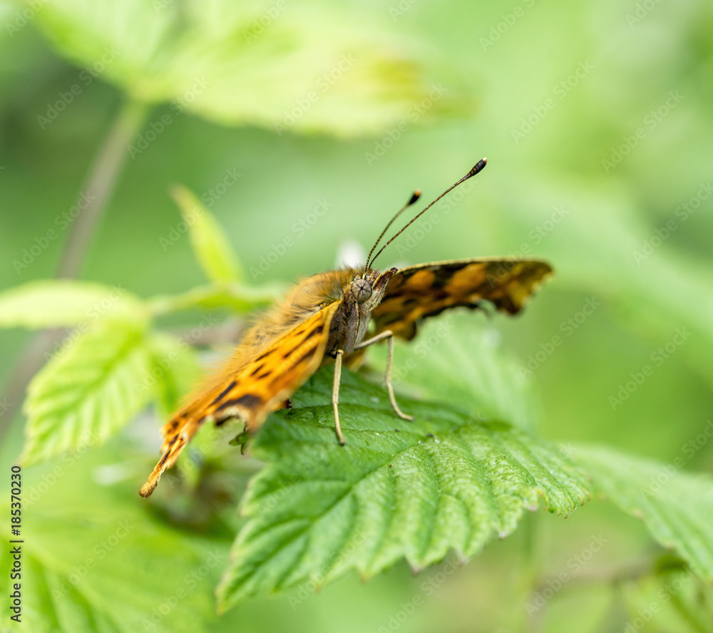 Obraz premium anglewing butterfly closeup
