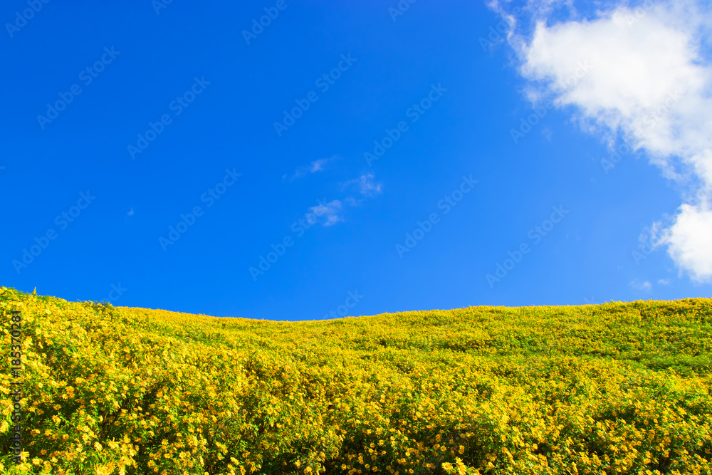 Landscape of beautiful Mexican sunflower in Tung Bua Tong in Maehongson (Mae Hong Son) Province, Thailand.