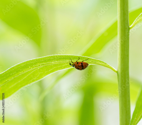 ladybug under a green leaf
