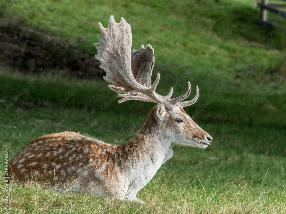 Fallow Deer Stag with Antlers in Velvet