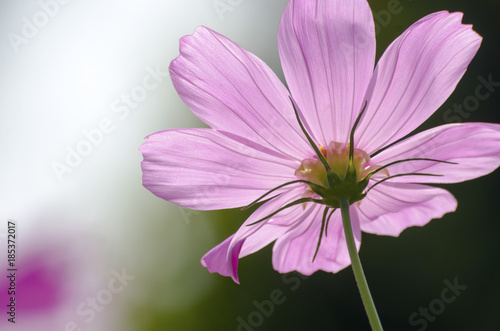 Pink Cosmos Flower Blur with Blur Pattern Background