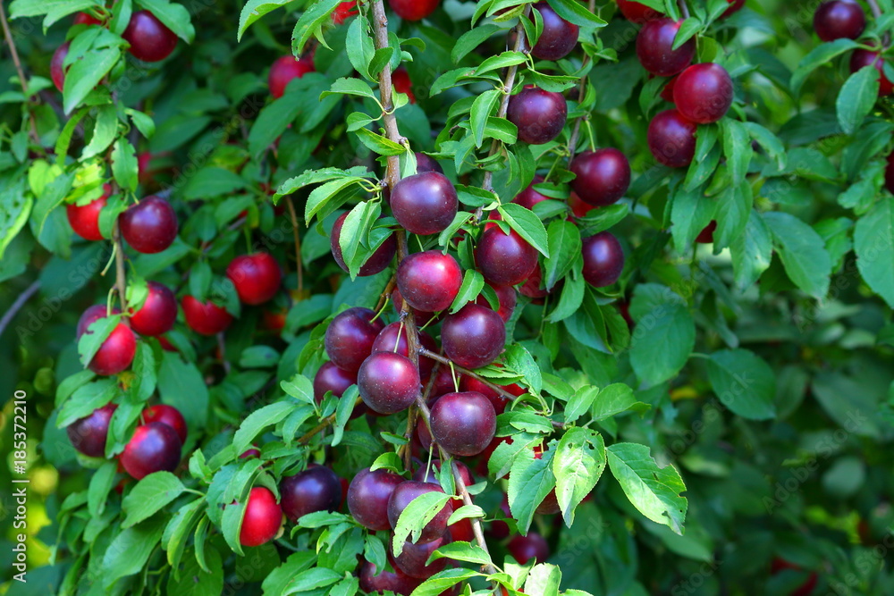 Shiny fresh burgundy mirabelle plums fruit on tree branch in summer time. Fruits and vitamins