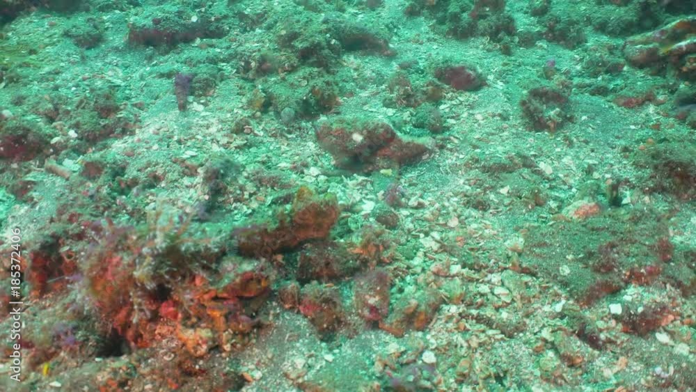 Scorpionfish camouflaged on coral reef. Dive, underwater world, corals and tropical fish. Bali,Indonesia. Diving and snorkeling in the tropical sea. Travel concept. 4K video. Scorpionfish camouflaged on coral reef. Dive, underwater world, corals and tropical fish. Bali,Indonesia. Diving and snorkeling in the tropical sea. Travel concept. 4K video.