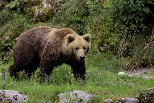 Braunbär (Ursus arctos) © Aggi Schmid