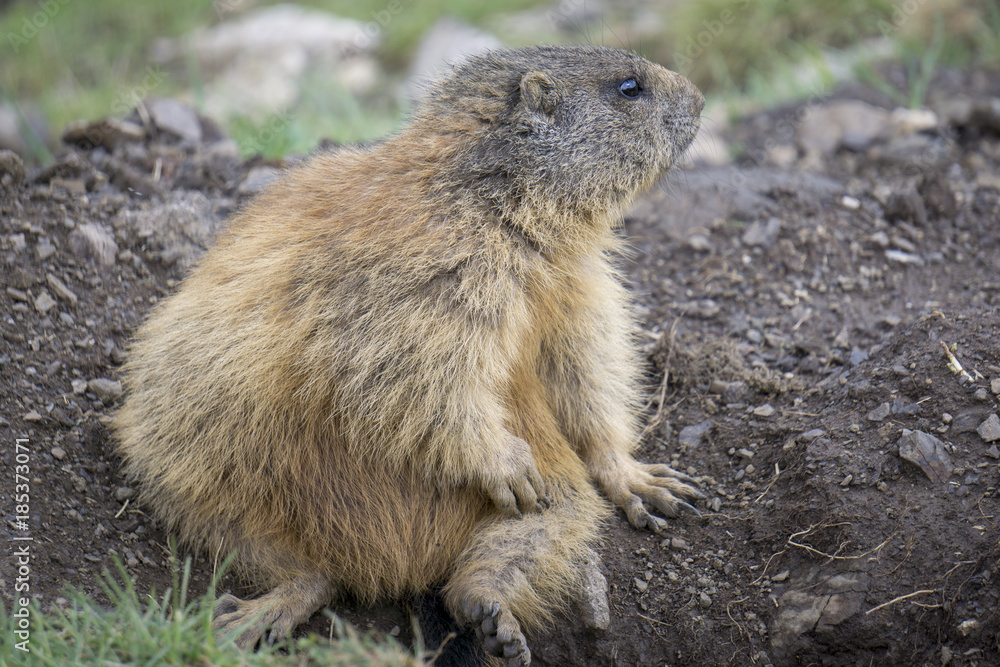 Alpine marmot in the natural environment. Dolomites. Alpine marmot in the natural environment. Dolomites.