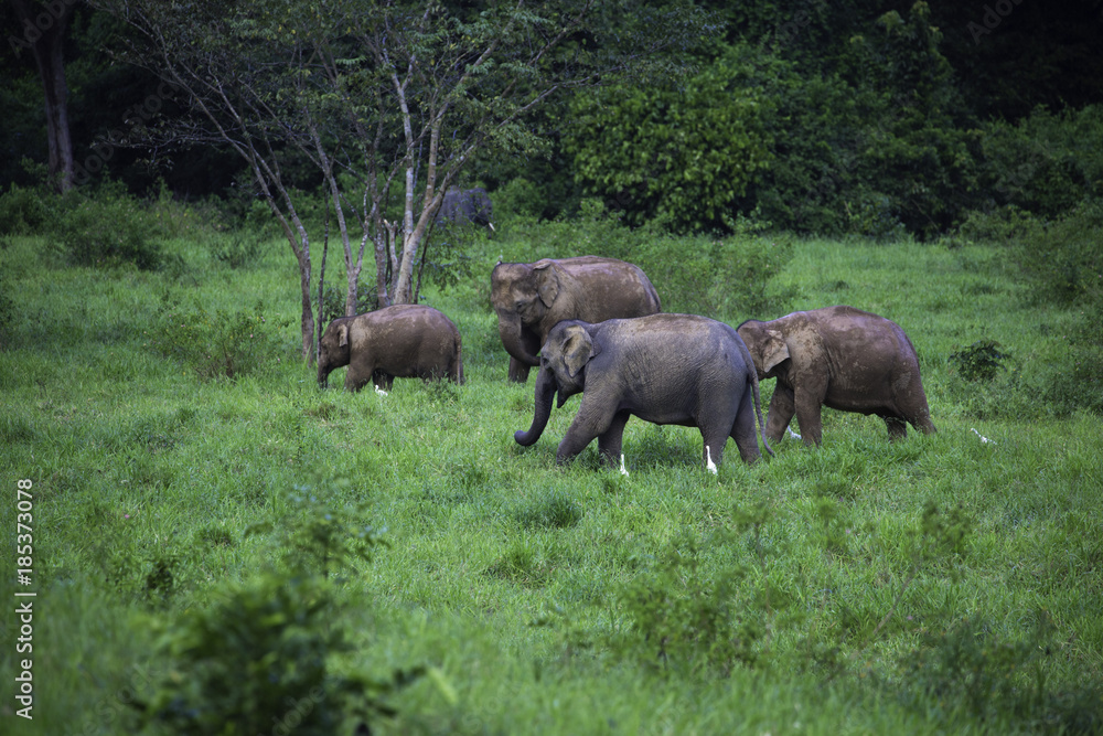 Fototapeta premium wild elephants live in deep forest,Thailand