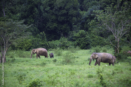 wild elephants live in deep forest Thailand