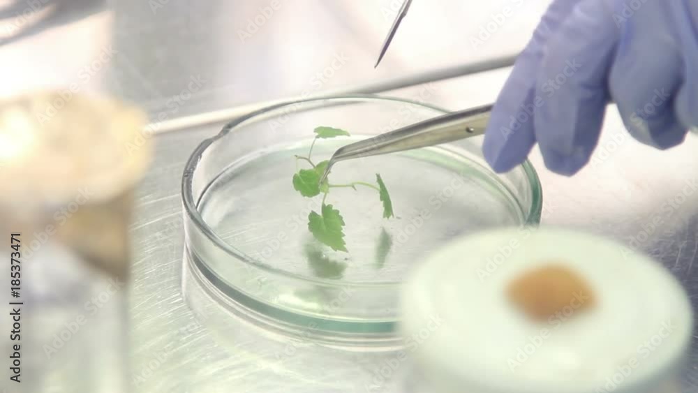 Cloning of the plants in a Petri dish. Microclonal reproduction of grapes. Method of apical meristems. Cloning of the plants in a Petri dish. Microclonal reproduction of grapes. Method of apical meristems.