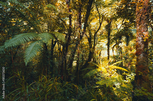 tropical forest with ferns, Reunion Island