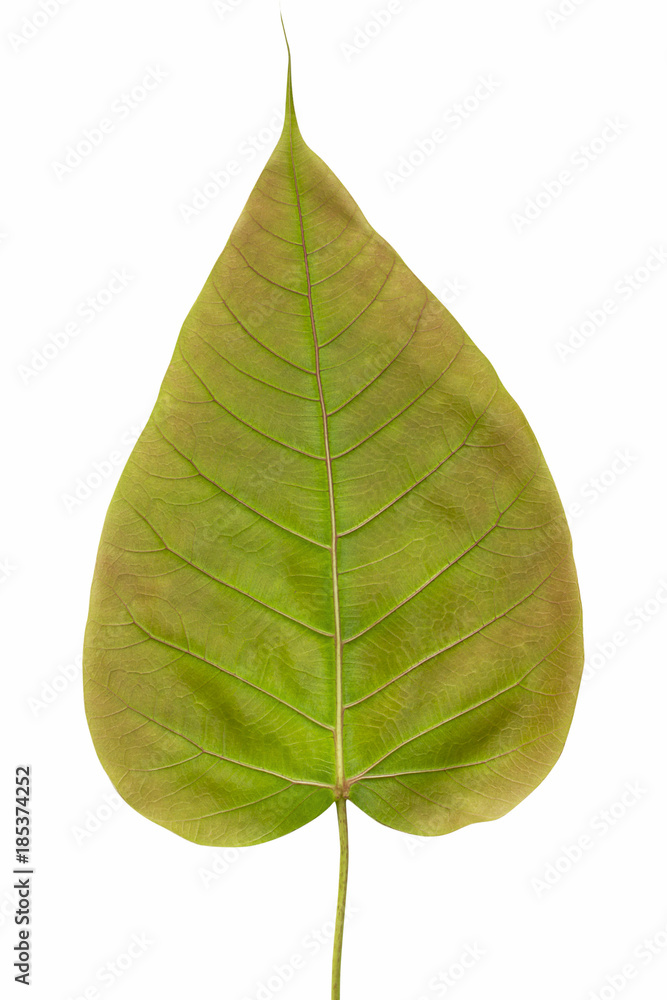 Fototapeta premium Spotted sicklefish heart shaped leaf isolated on white background with clipping path