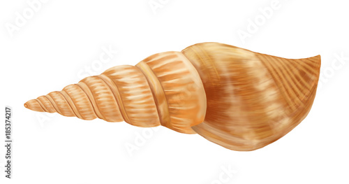 Sea shell, Hand painted illustration isolated on white background.
