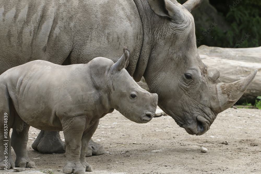 Breitmaulnashorn mit Jungtier, Ceratotherium simum