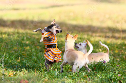 Three little dogs are walking in the park on the lawn. A beautiful female is dressed in a dress and stands on her hind legs. Decorative animals on the autumn lawn. Smooth-haired Russian Toy Terrier