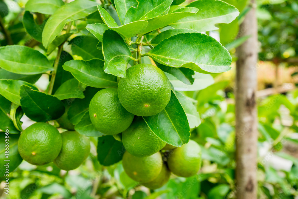 Fresh green lemon limes on tree in organic garden Fresh green lemon limes on tree in organic garden