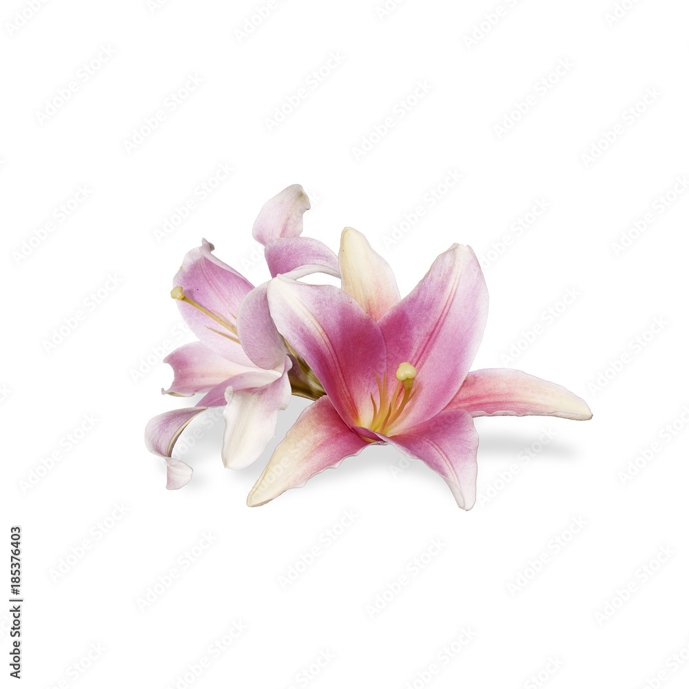 blooming pink orchid flower on white blooming pink orchid flower on white