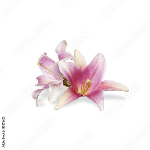 blooming pink orchid flower on white