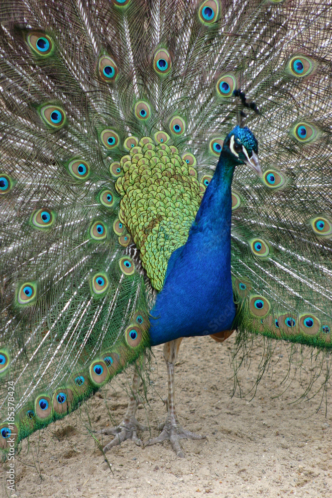 Obraz premium Pfau