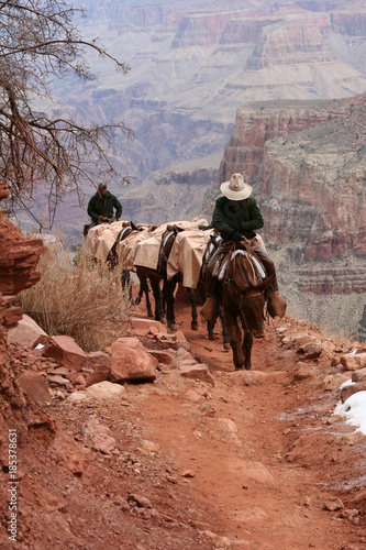 Grand Canyon Mule Convoy