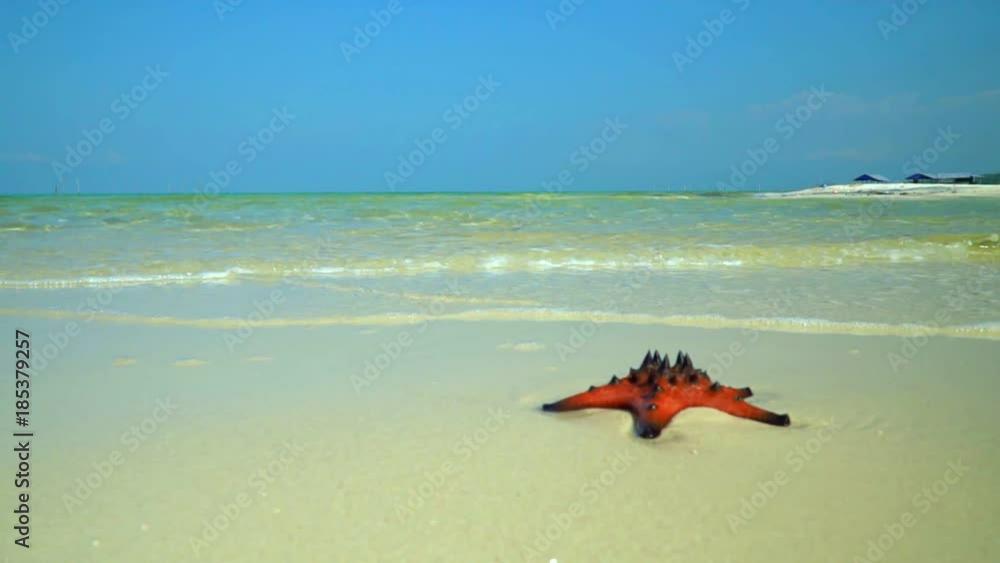 The camera slowly flies along the coast. A large number of red stars on white sand. The white beach red starfishes lie. Closeup. Slow mothion.. The camera slowly flies along the coast. A large number of red stars on white sand. The white beach red starfishes lie. Closeup. Slow mothion..