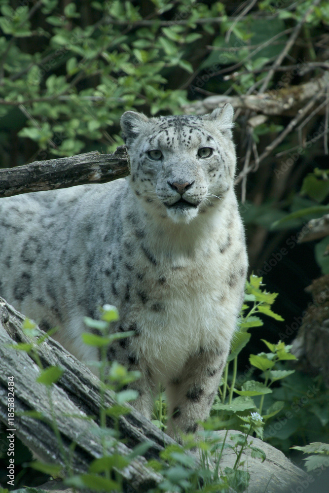 Schneeleopard oder Irbis, Panthera uncia Schneeleopard oder Irbis, Panthera uncia