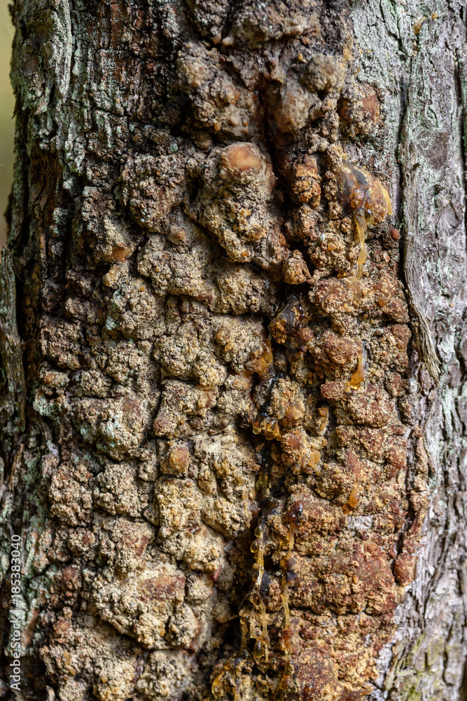 Fototapeta premium nature details in forest in summer