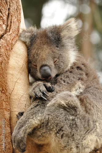 Fototapeta Naklejka Na Ścianę i Meble -  The Koala (Phascolarctos cinereus) sleeping
