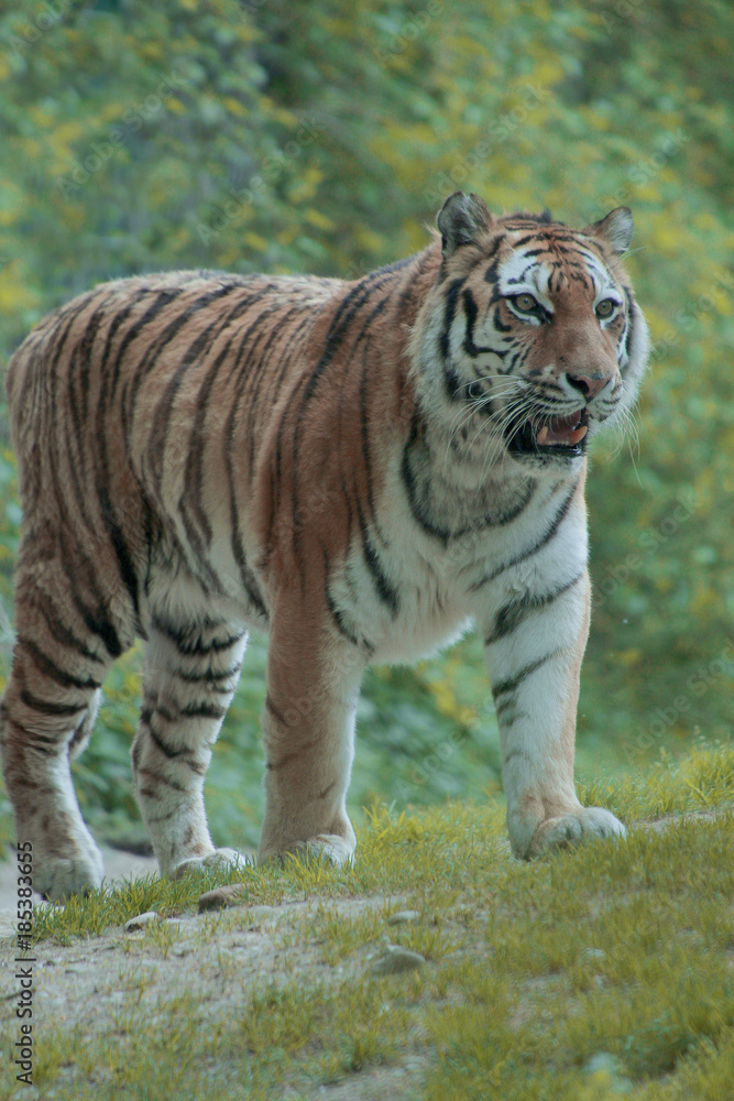 Fototapeta premium Sibirischer Tiger, Panthera tigris 