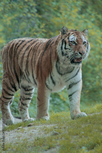 Sibirischer Tiger  Panthera tigris 