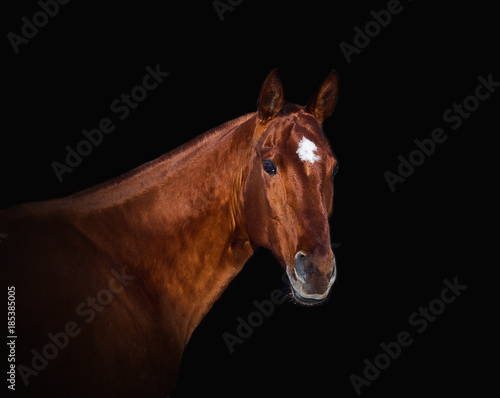 Red horse posing for portrait on a black background
