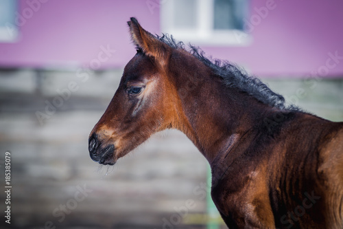 Newborn foal posing for portrait