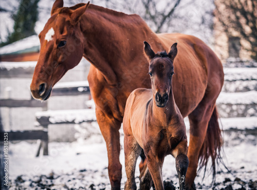 Newborn foal walks in winter with other horses
