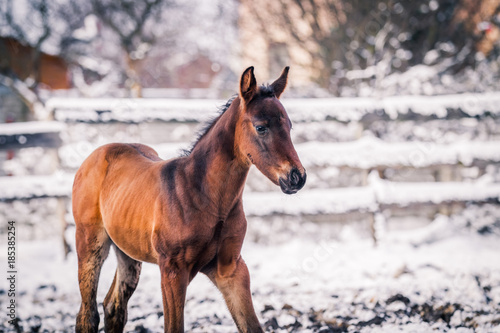 Newborn colt walking outdoors in winter