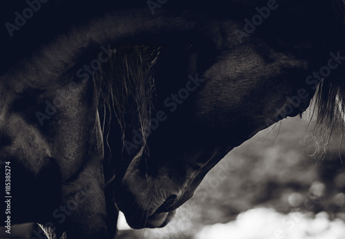 Bend the neck of a beautiful horse