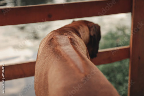 Rhodesian Ridgeback