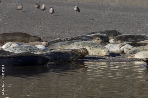 Goat Rock Beach -  northwestern Sonoma County  California  Seals  are on the mouth of the Russian River  and the southern end of this crescent shaped expanse is the massive Goat. 