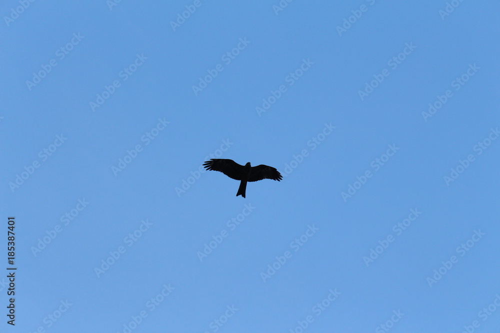 bird, blue sky