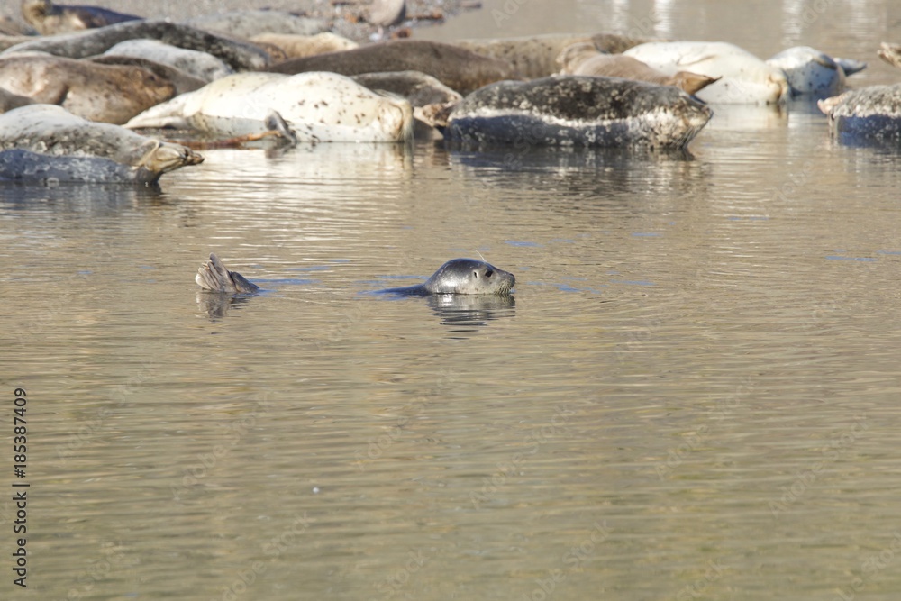 Goat Rock Beach -  northwestern Sonoma County, California, Seals  are on the mouth of the Russian River, and the southern end of this crescent shaped expanse is the massive Goat. 