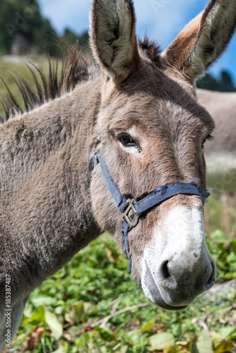 Portrait of a donkey © thodonal