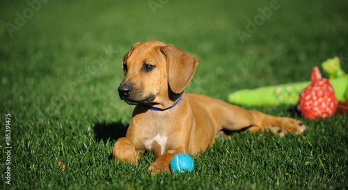 Rhodesian Ridgeback puppy dog outdoor portrait lying down in grass with toys