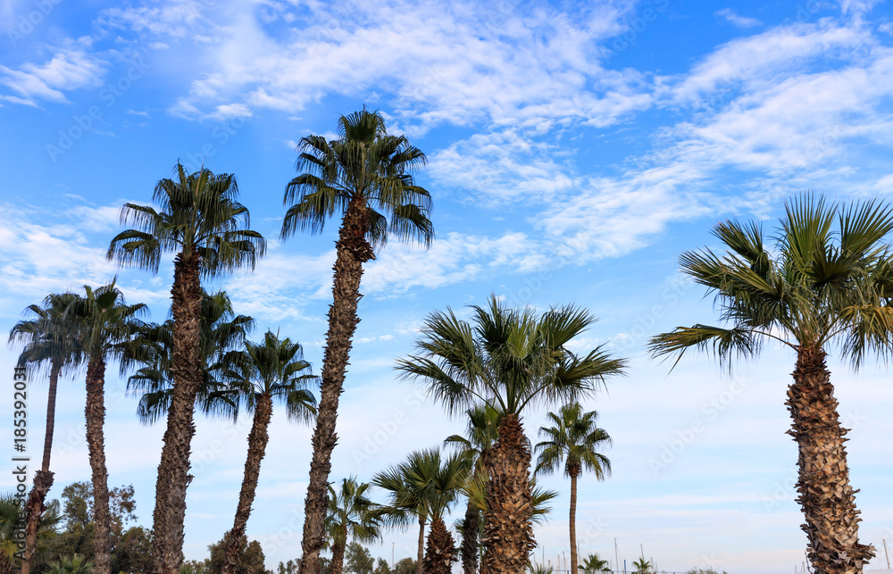 Obraz premium Many palm trees under Cyprus blue sky with few fluffy clouds.