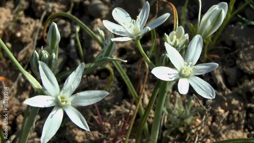 Flowering plant Ornithogalum or Star of Bethlehem (Ornithogalum gussonei), closeup.
 photo