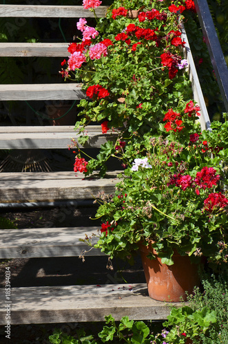 Fototapeta Naklejka Na Ścianę i Meble -  Colorful blooming geranium plants in flower pots in the garden on old wooden stairs.Ivy-leaf pelargonium flowers.Geranium Peltatum.
Selective focus.
