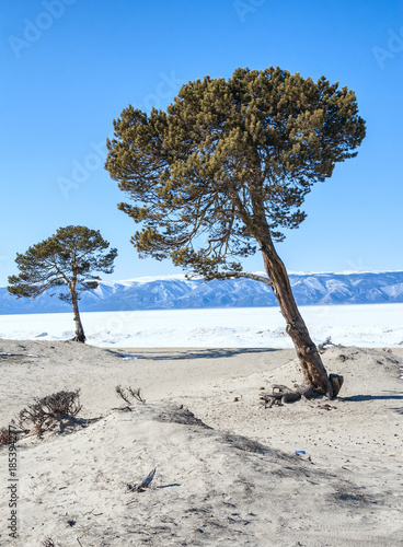 Fototapeta Naklejka Na Ścianę i Meble -  two pines on the sand dunes on the background of snow-covered lake Baikal and the mountains