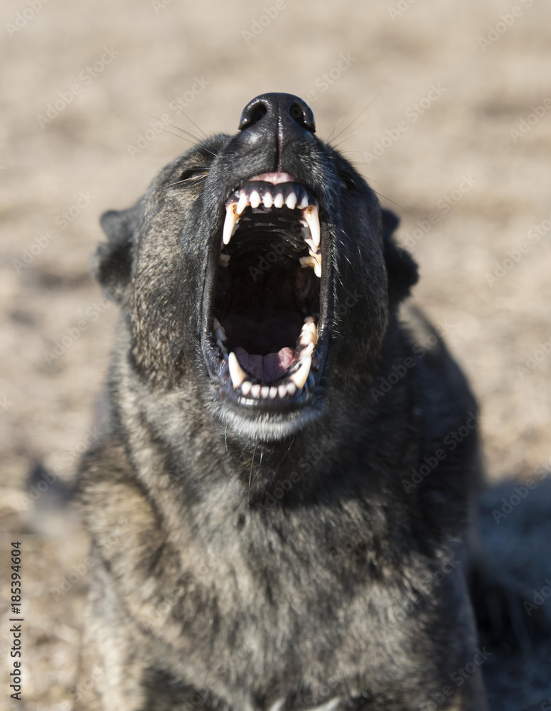 Fototapeta premium aggressive holland shepherd