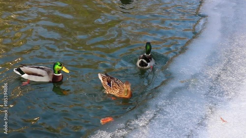 Duck swimming in Lake.