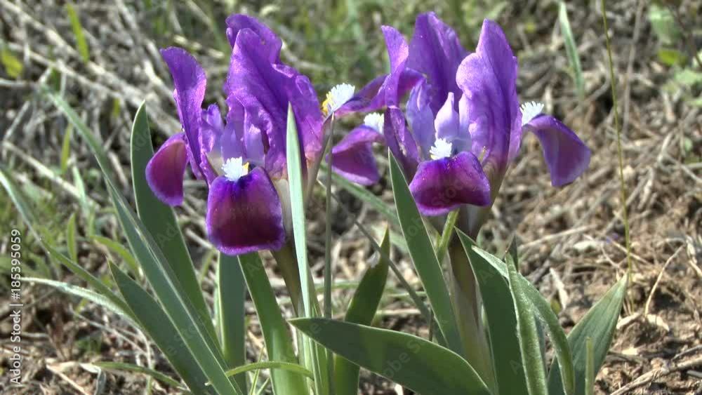 Spring in the steppe: flowering plants of Dwarf Iris (Iris pumila).
Spring in the steppe: flowering plants of Dwarf Iris (Iris pumila).